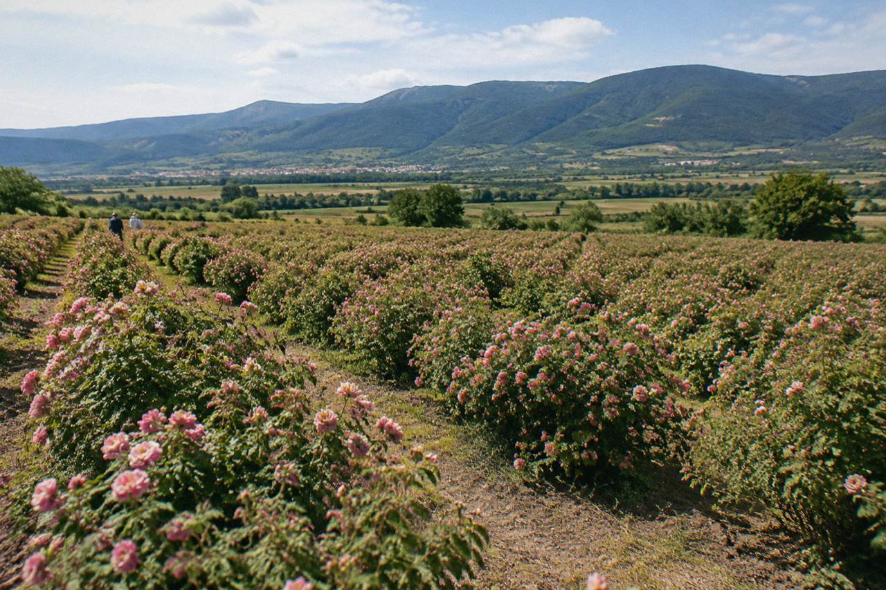 Rose bushes in bloom across a valley field with low hills behind them