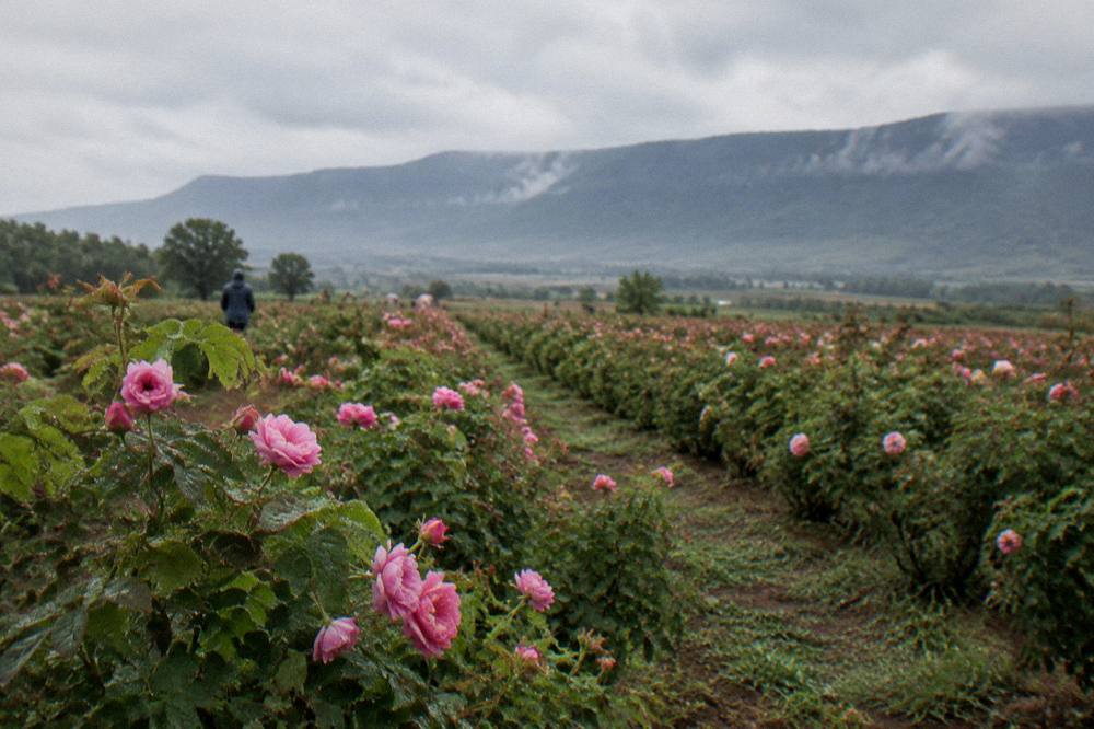 Rows of rose bushes stretching to the horizon in early morning light