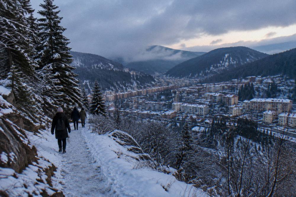 Snow-covered pine trees along a quiet mountain trail