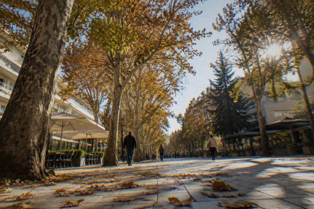 Autumn plane trees along a Bulgarian city boulevard with fallen leaves on the pavement