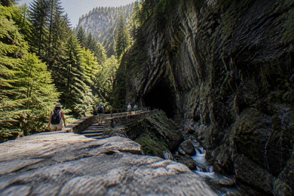 A green forested canyon in summer with sunlight on high cliffs above the trees