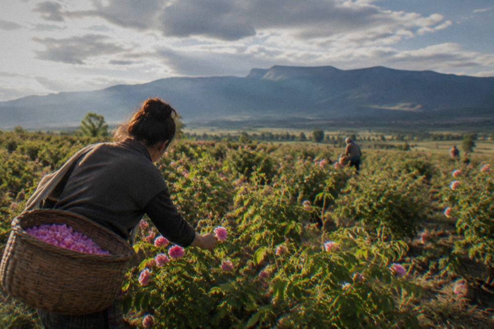 Hands picking pink rose petals into a woven basket at dawn