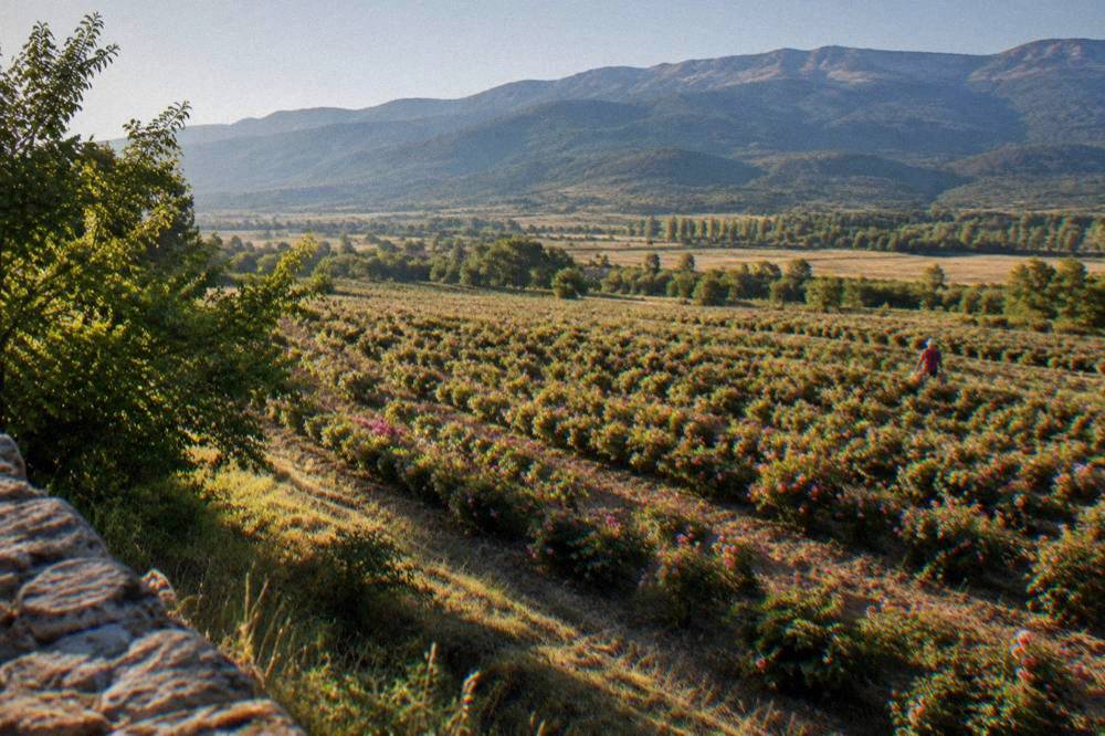 Rows of rose bushes stretching across a valley floor toward wooded hills