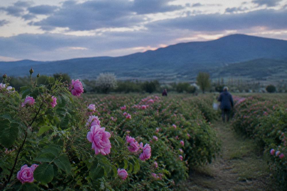 Rose bushes in a valley field with hills behind under a cloudy spring sky