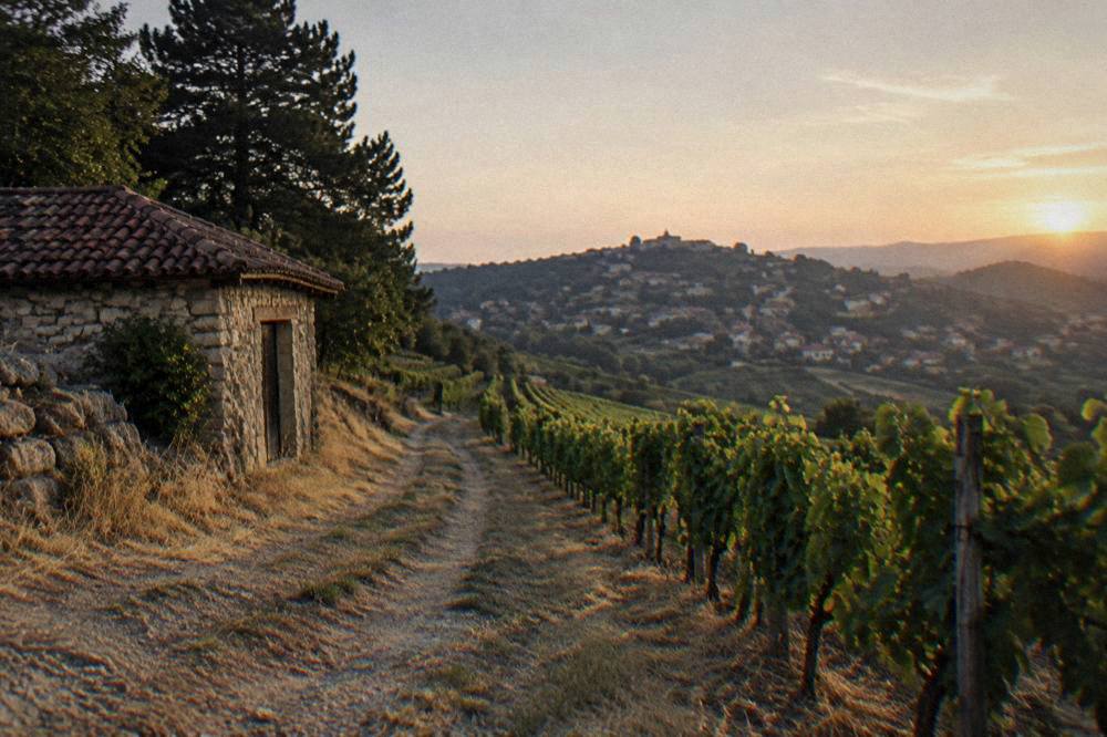 A vineyard row stretching toward a town on a hill at dusk