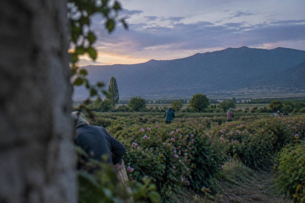Rose fields in bloom with pickers at dawn in the valley north of Plovdiv